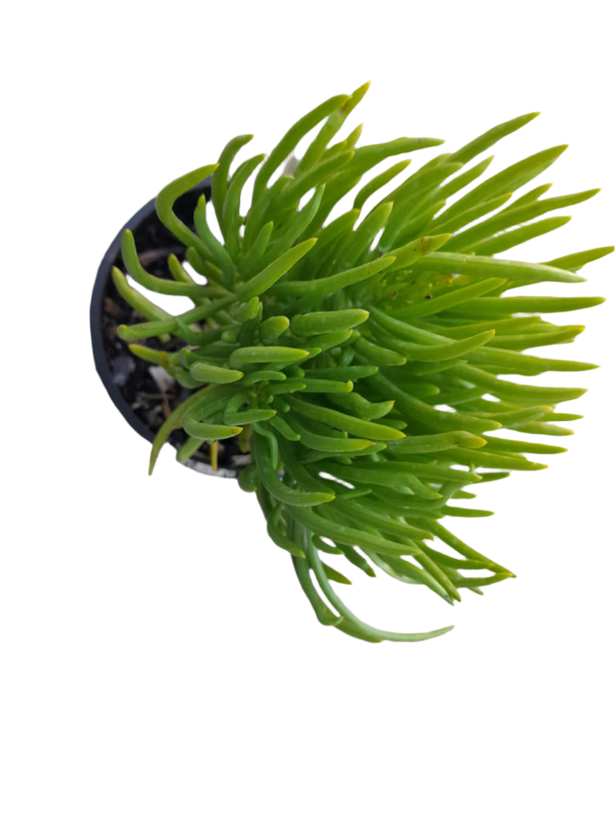 Senecio barbertonicus Plant Outdoor Plants