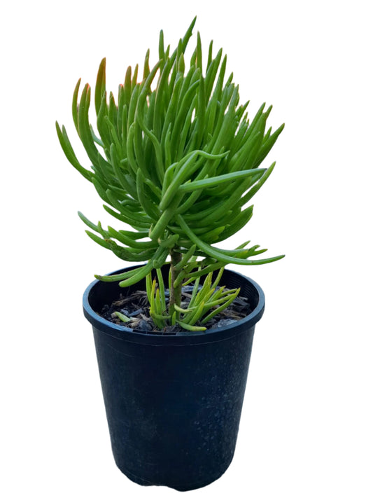 Senecio barbertonicus Plant Outdoor Plants