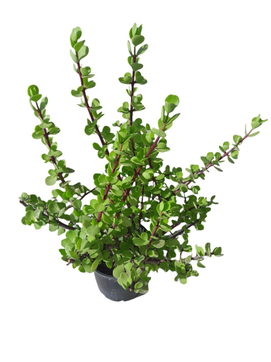 Portulacaria afra Large Leaf Green Penny Jade Outdoor Plants
