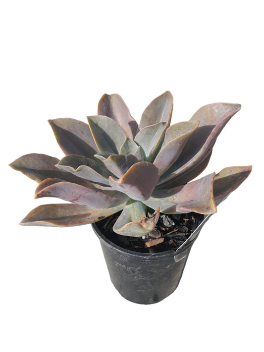 Graptoveria Fred Ives Succulent Outdoor Plants