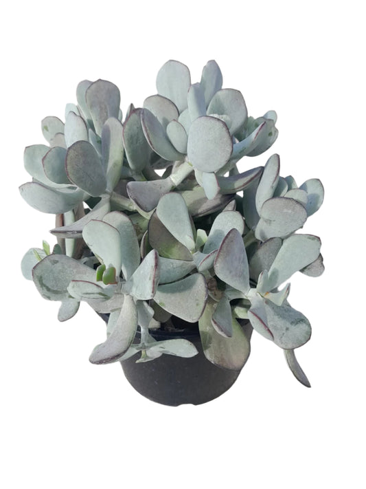 Cotyledon Bushwhacker Succulent Outdoor Plants