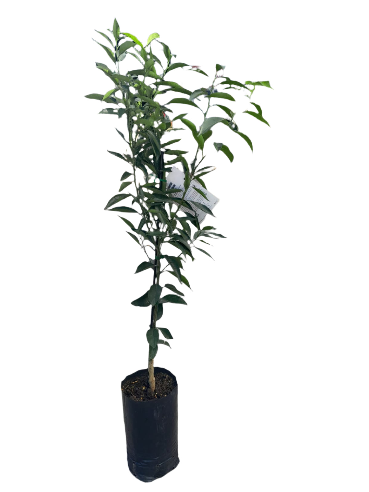 Imperial Mandarin Plant Outdoor Plants