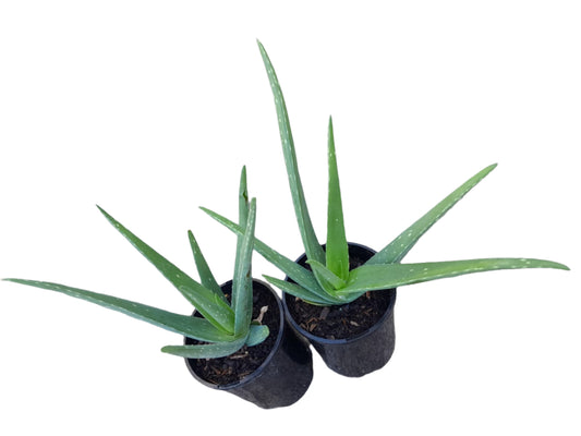 Aloe Vera Plant Outdoor Plants