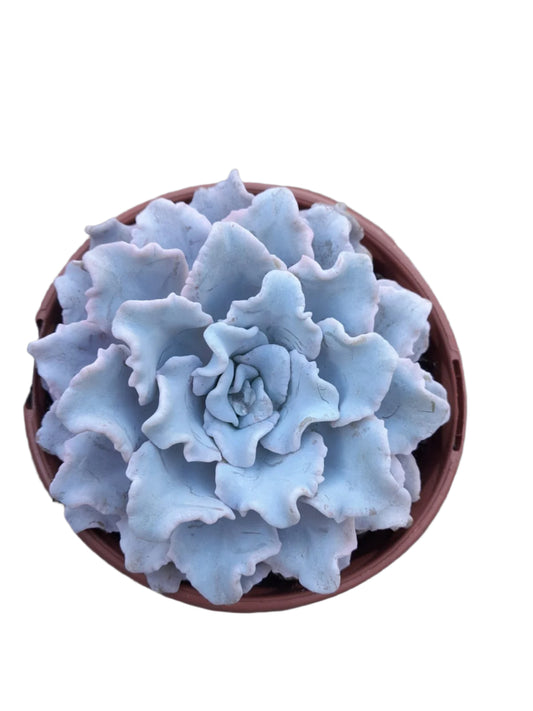 Echeveria Crispate Beauty Succulent Outdoor Plants