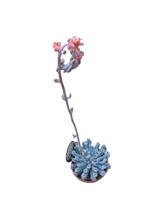 Echeveria Trumpet Pinky 'Blue Form' Succulent Outdoor Plants