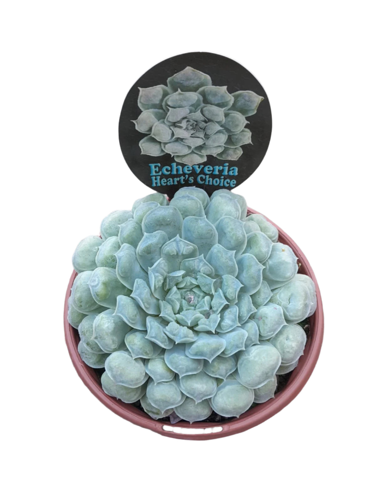 Echeveria 'Hearts Choice' Succulent Outdoor Plants