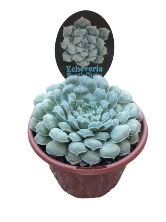 Echeveria 'Hearts Choice' Succulent Outdoor Plants
