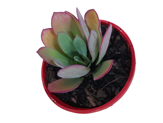 Senecio amaniensis 100mm pot Succulent