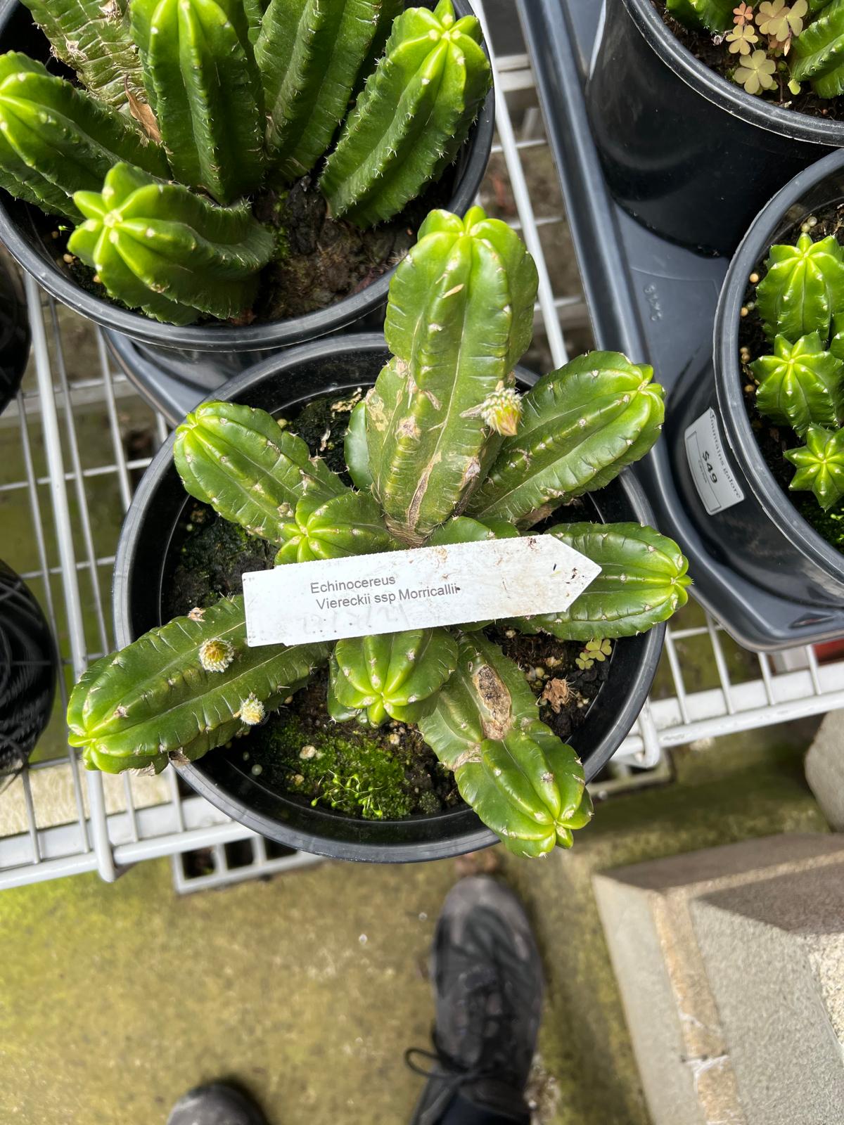 Hedgehog Cactus Succulent