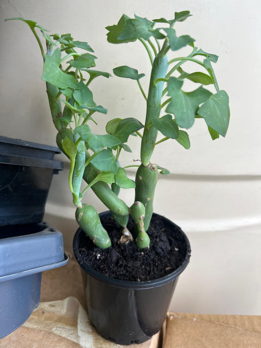 Senecio Candle Stick Succulent Succulent