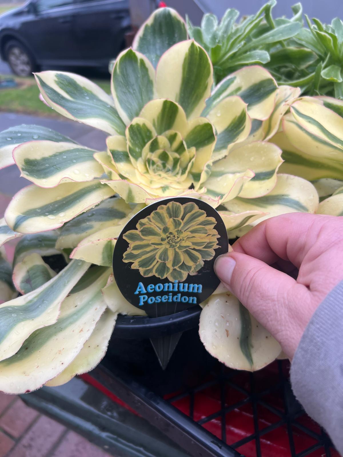 Aeonium Poseidon