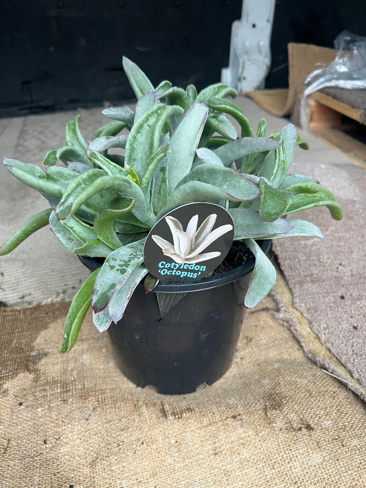 Cotyledon Octopus plant in a 20cm pot, featuring unique succulent foliage, ideal for gardens and indoor decor.