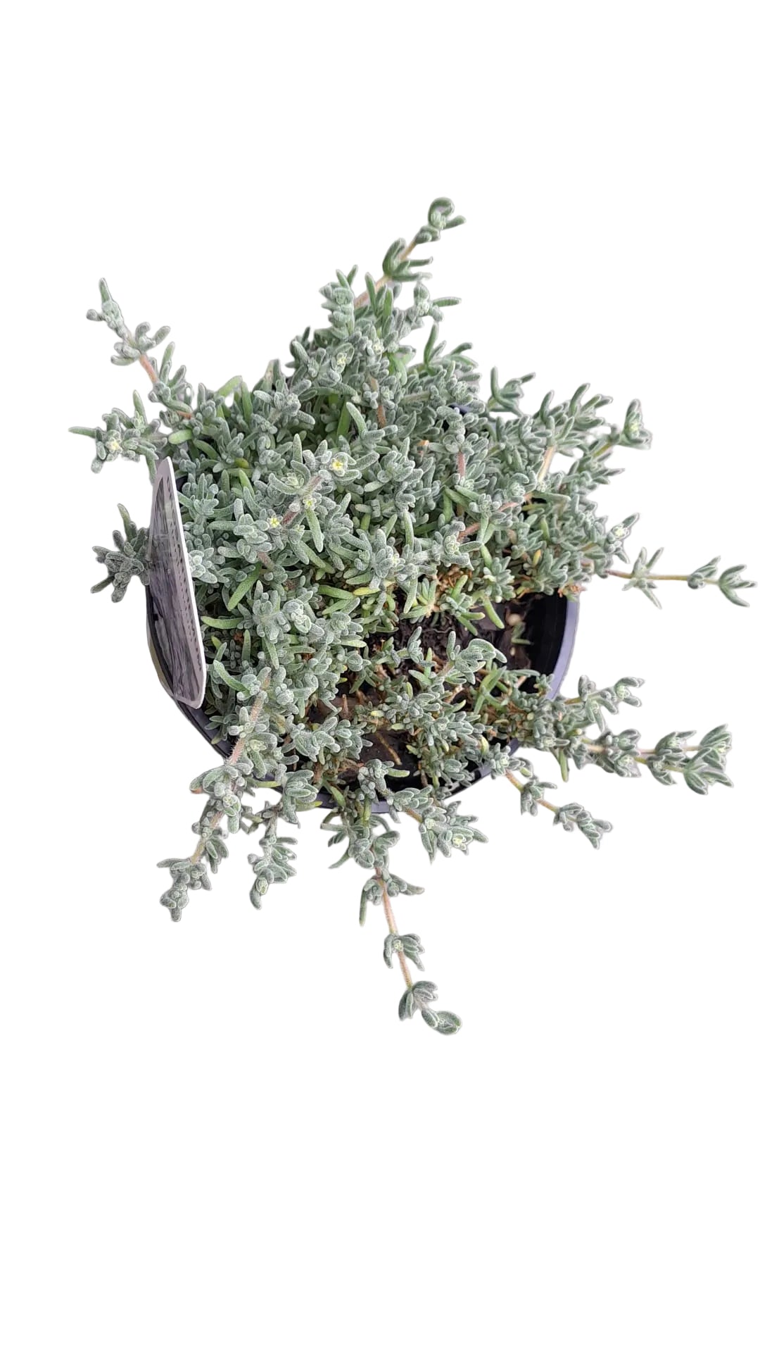 Myoporum Floribundum