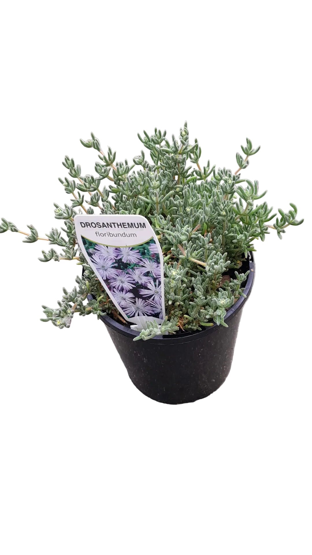 Myoporum Floribundum