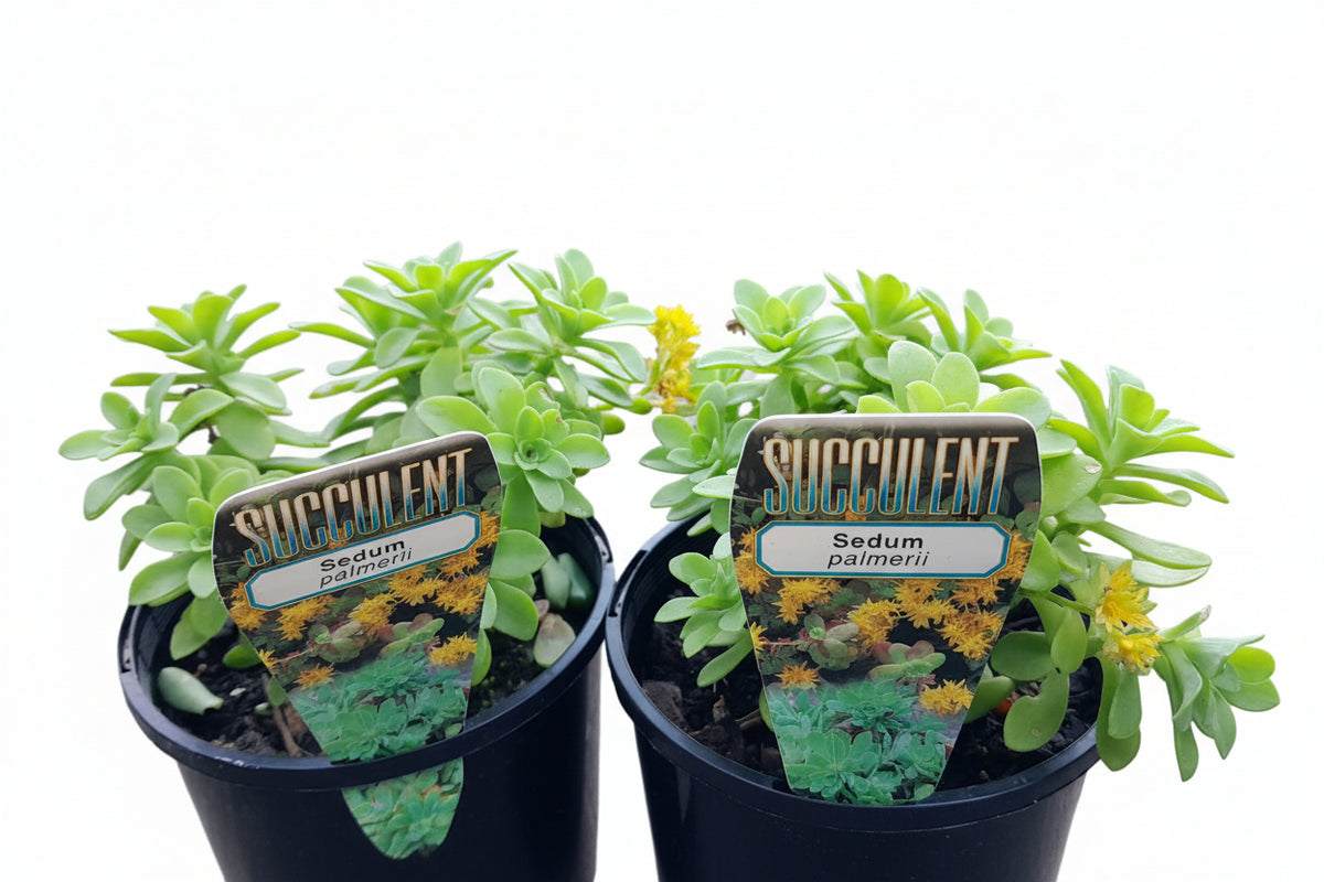 Sedum Palmerii Succulent