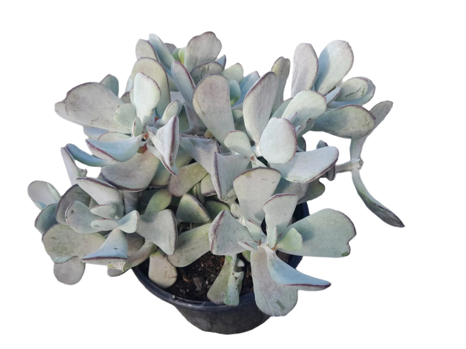 Cotyledon Bushwhacker Succulent Outdoor Plants
