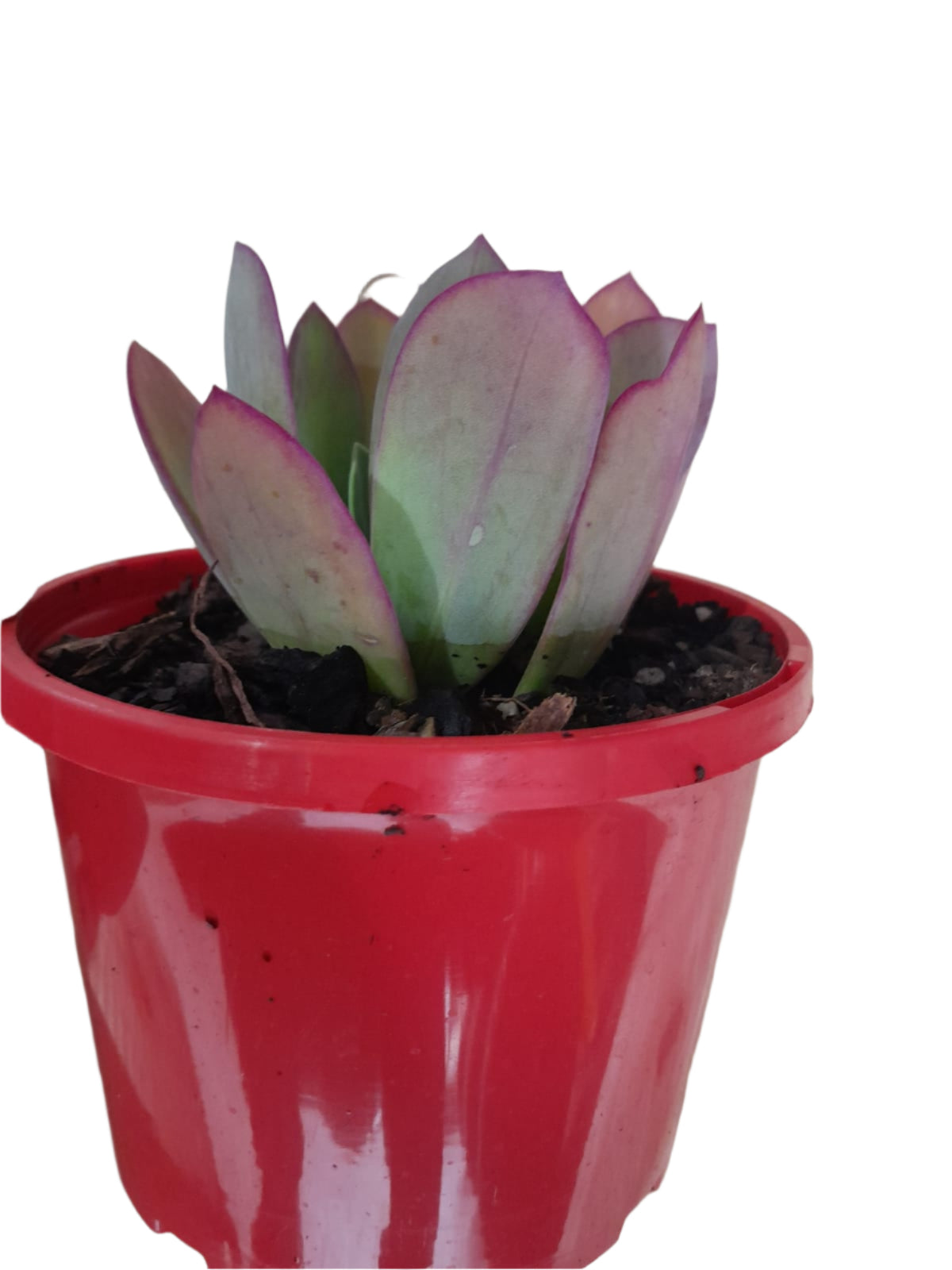Senecio amaniensis 100mm pot Succulent