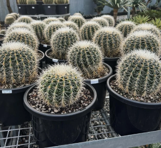 White Barrel Cactus Succulent