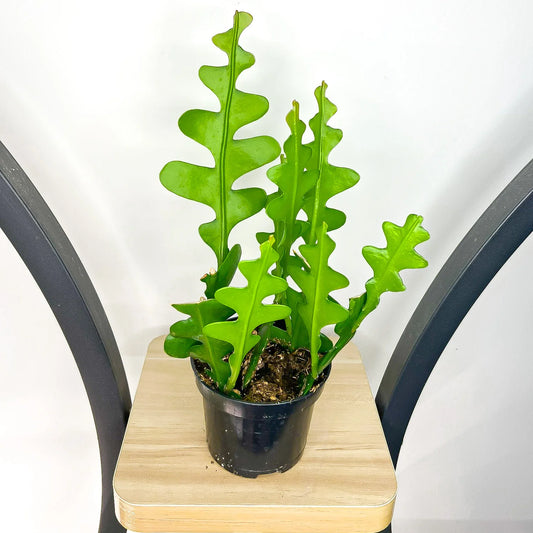 Zig Zag Cactus (Disocactus anguliger / Epiphyllum anguliger) Succulent