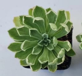 Aeonium Ballerina Succulent 6cm