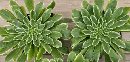 Aeonium Emerald Ice Succulent