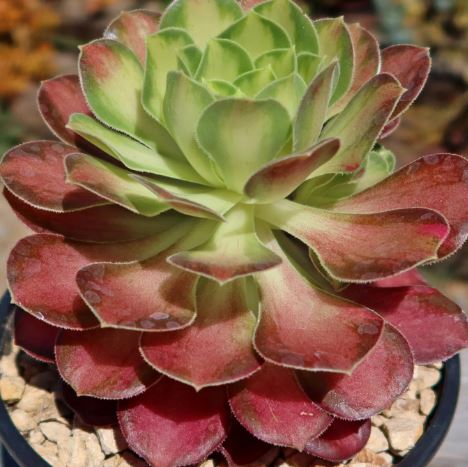 Aeonium Shaohua Succulent