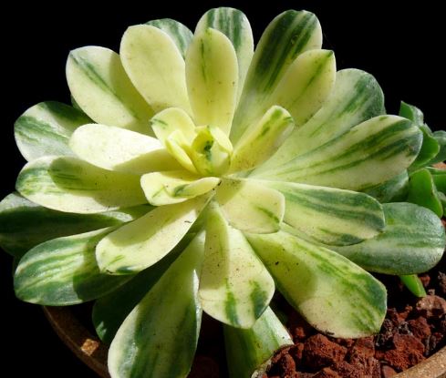 Aeonium Suncup Succulent 6cm
