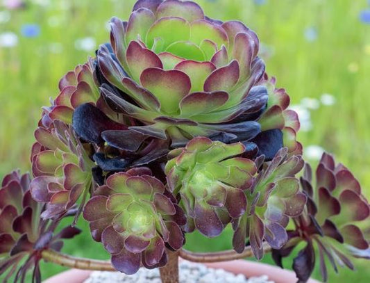 Aeonium Velour Succulent