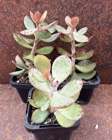 Adromischus schuldtianus 'Strawberry Cake' Succulent
