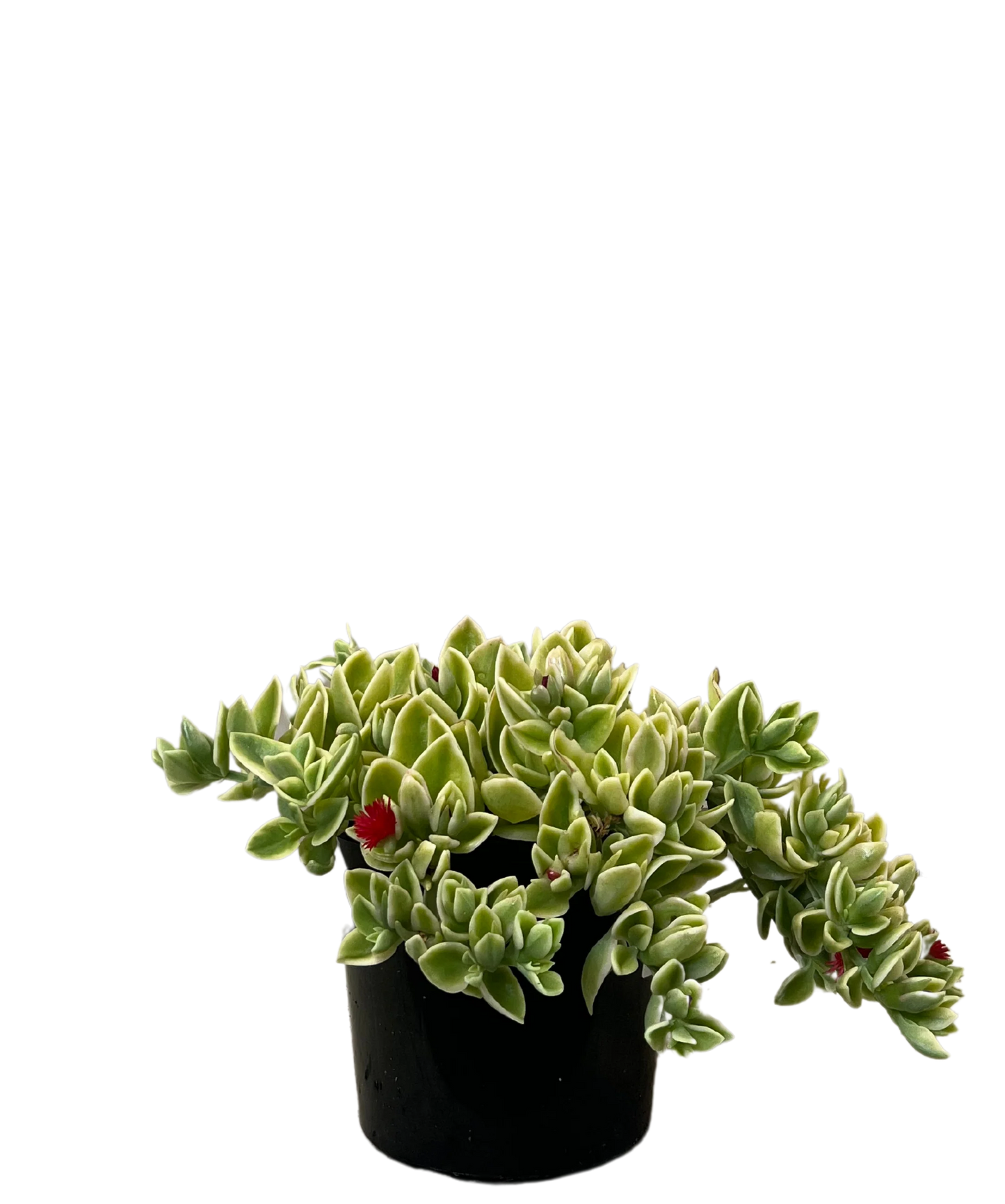 Aptenia Baby Sunrose Succulent 6cm