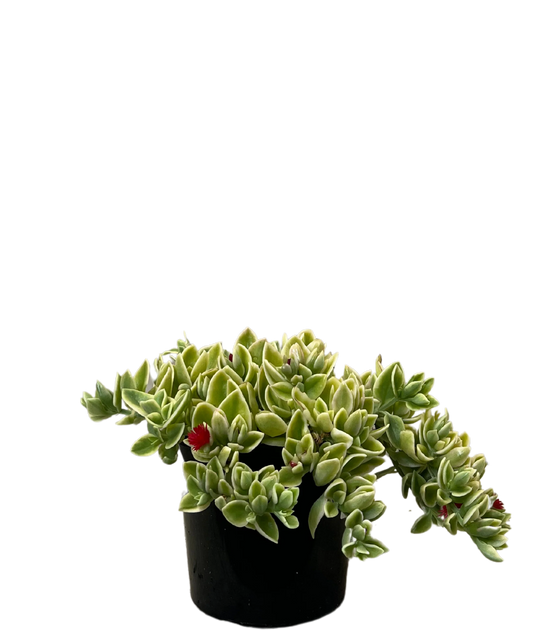 Aptenia Baby Sunrose Succulent 6cm