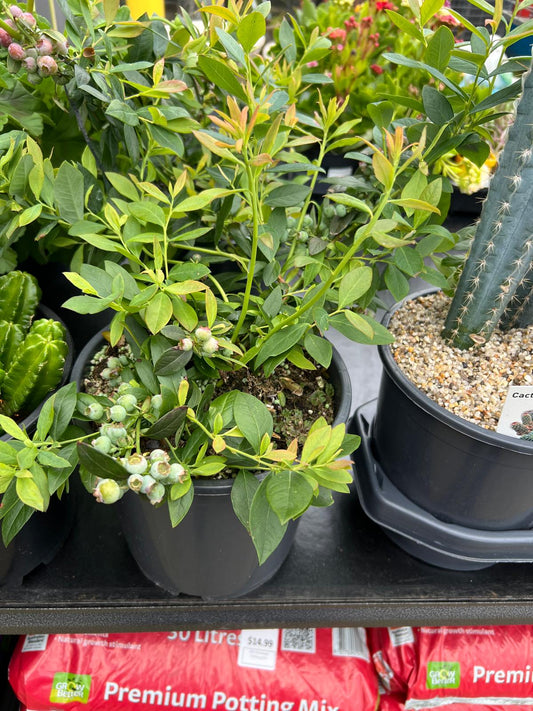 Blueberry Plant Outdoor Plants