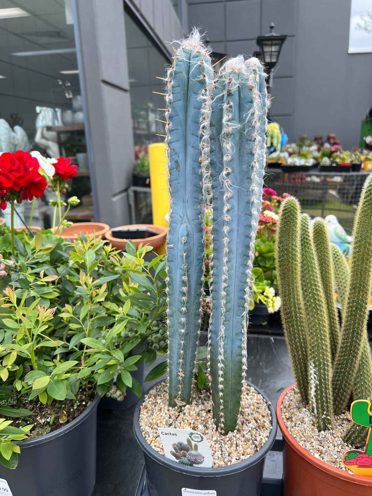 Blue Torch Cactus Succulent