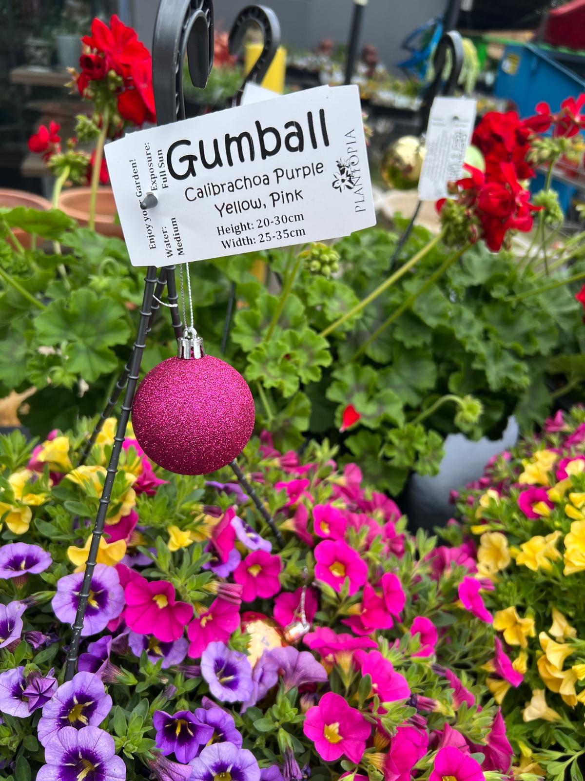 Calibrachoa Plant Outdoor Plants