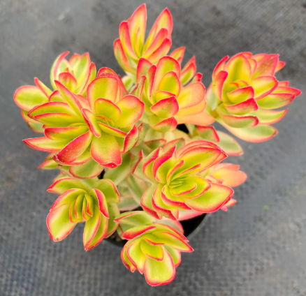 Crassula Dejecta Succulent Plant in 10cm pot showcasing its unique desert species leaves
