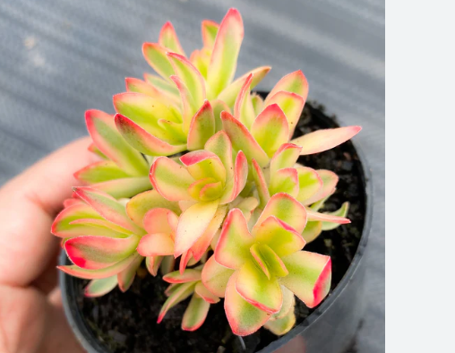Crassula Dejecta Succulent Plant in a 10cm pot showcasing unique desert species for indoor gardening.