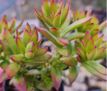 Close-up of Crassula Dejecta succulent leaves, highlighting its unique and elegant foliage for indoor gardening.