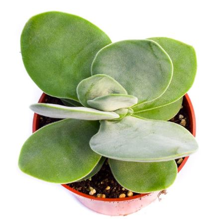 Crassula Dubia Succulent