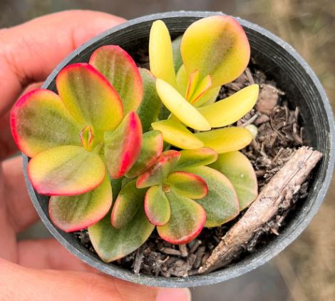 Crassula Compacta Succulent