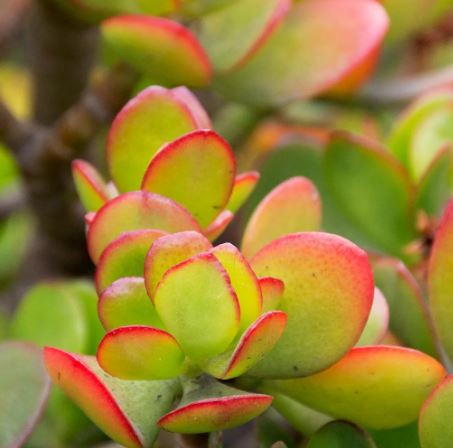 Crassula Hummels Sunset Succulent