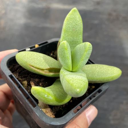 Crassula Macowaniana Succulent