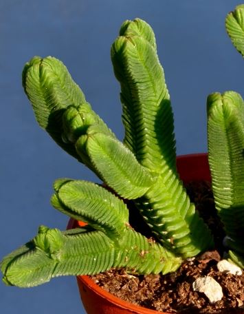 Crassula Pyramidalis Succulent