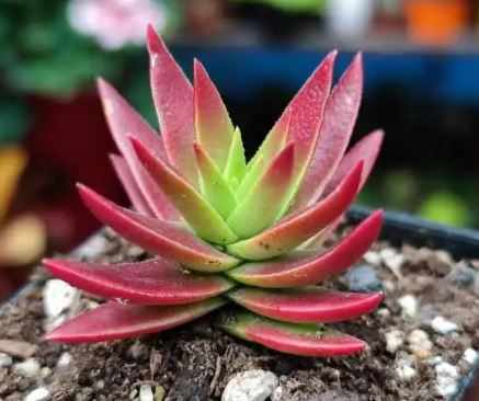 Crassula Red Pagoda Succulent