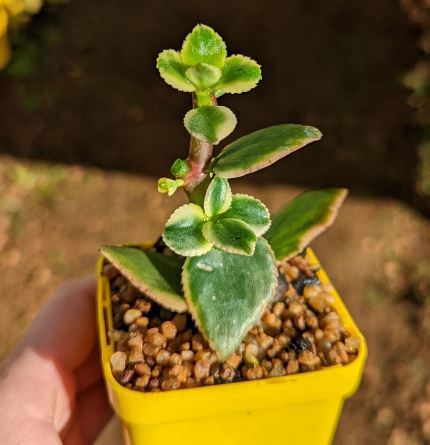 Crassula Sarmentosa Variegata Succulent
