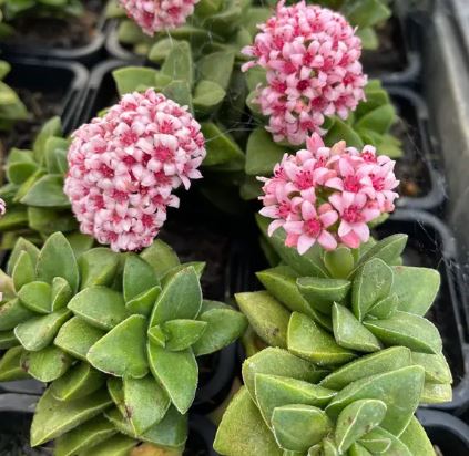 Crassula Springtime Succulent