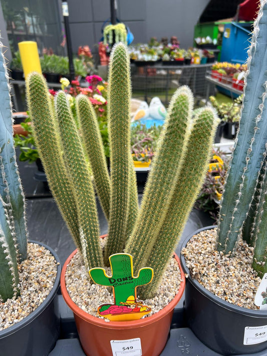 Golden Rat Tail Cactus Succulent