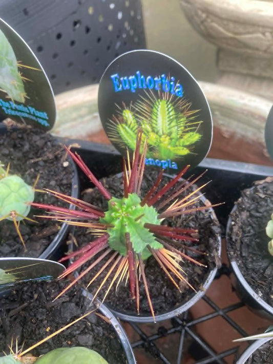 Euphorbia Enopla Succulent
