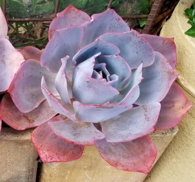 Echeveria Afterglow