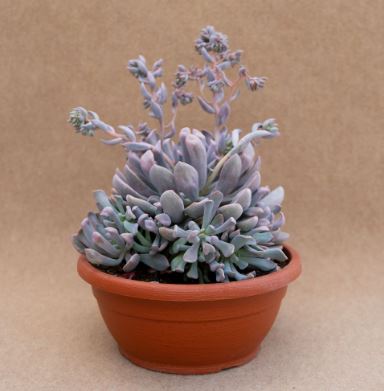 Echeveria Lilac Spoons Succulent