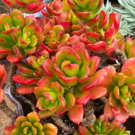 Echeveria Multicaulis